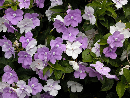 Brunfelsia